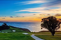 Scenic view of Torrey Pines South golf course with green fairways, sand bunkers, a large tree, and ocean sunset in the background.