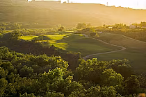 Sunlit view of a lush golf course with winding paths, surrounded by green trees and hills, overlooking the ocean at sunset.