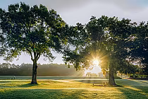 Sunrise over lush green golf course at Cimarrone Golf Club in North Florida, with tall trees and morning light.
