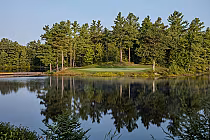 Lush green golf course surrounded by tall pine trees overlooking a serene lake with clear blue sky reflection.