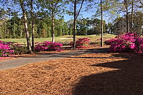 Scenic view of a golf course with pink azaleas, trees, and a clear sky at River Oaks Golf Course in Myrtle Beach.
